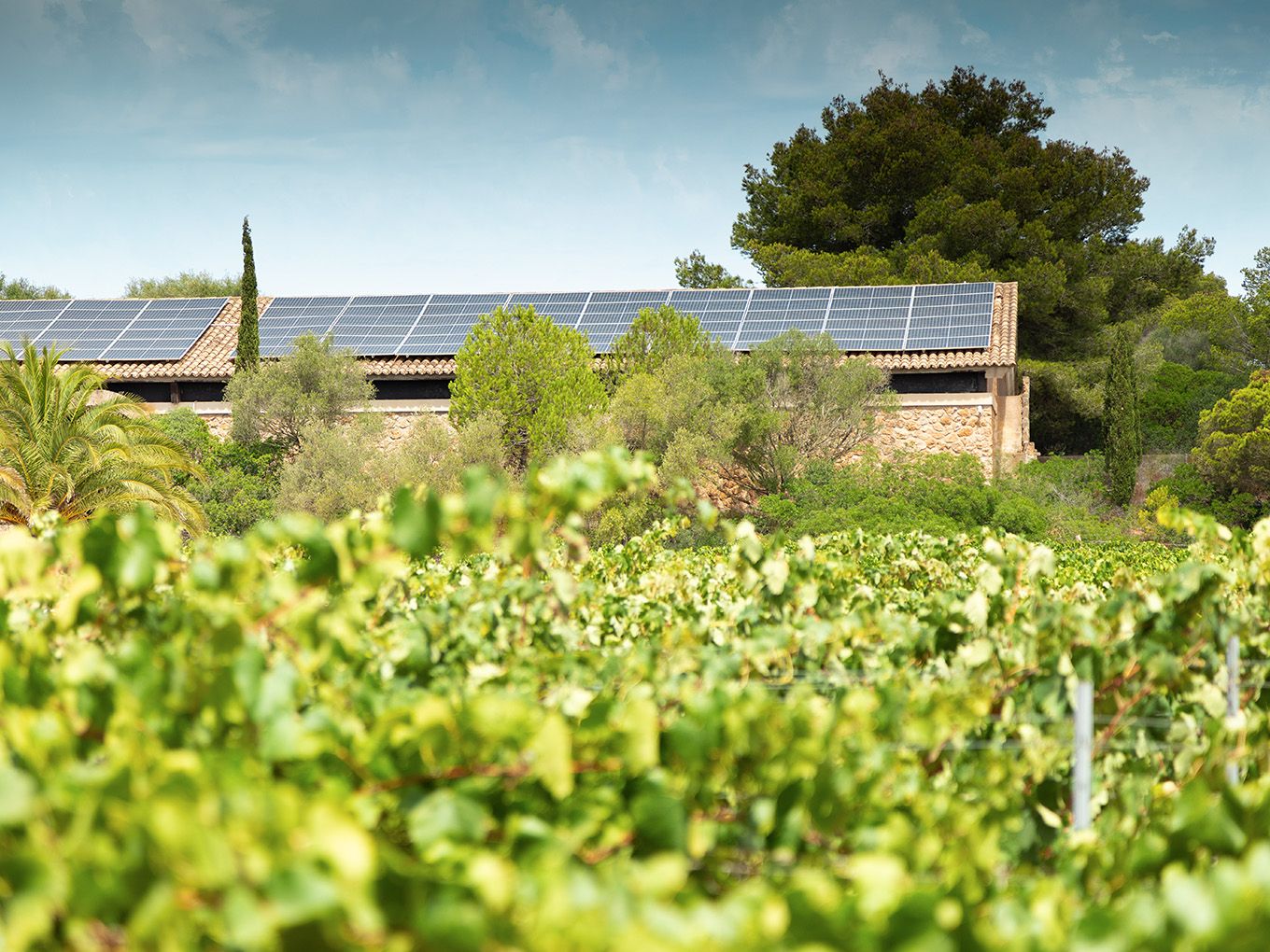 Viñedos y bodega con paneles solares en Bodegas Bordoy