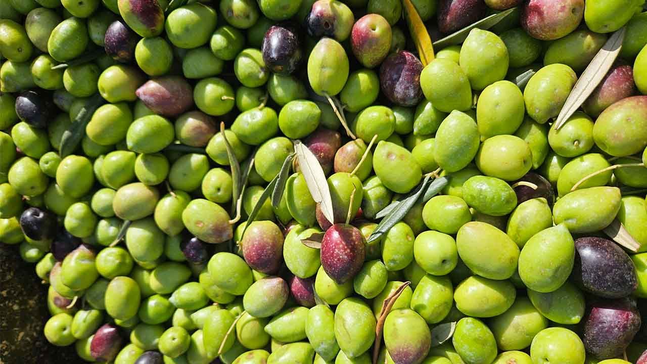 Aceitunas recién cosechadas del olivar de Bodegas Bordoy en Mallorca