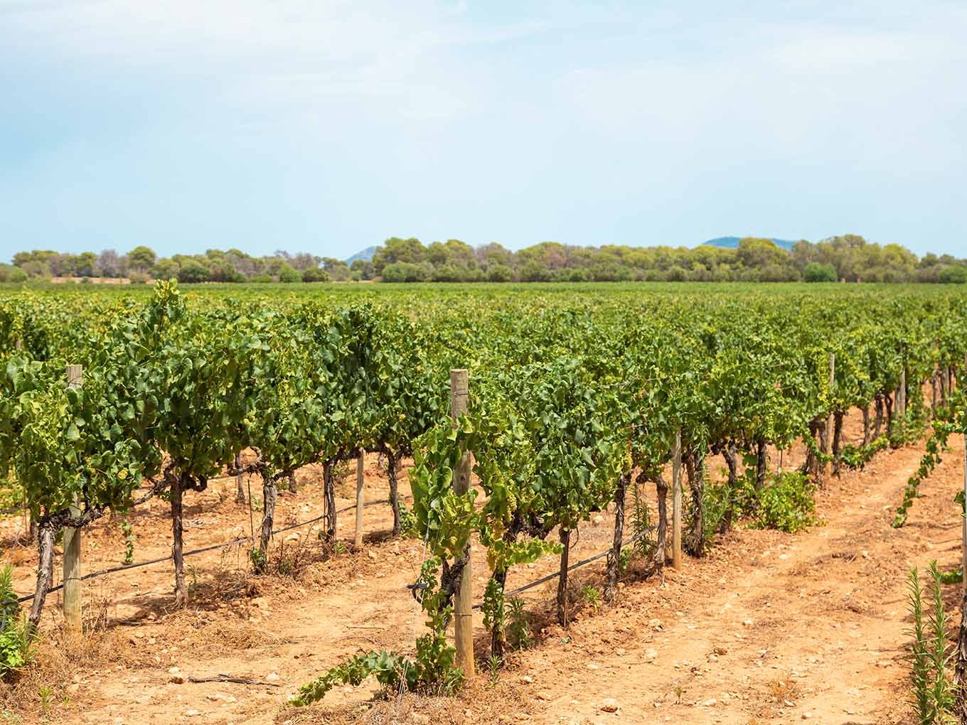 Viñedos de Bodegas Bordoy sobre tierra roja en el sur de Mallorca