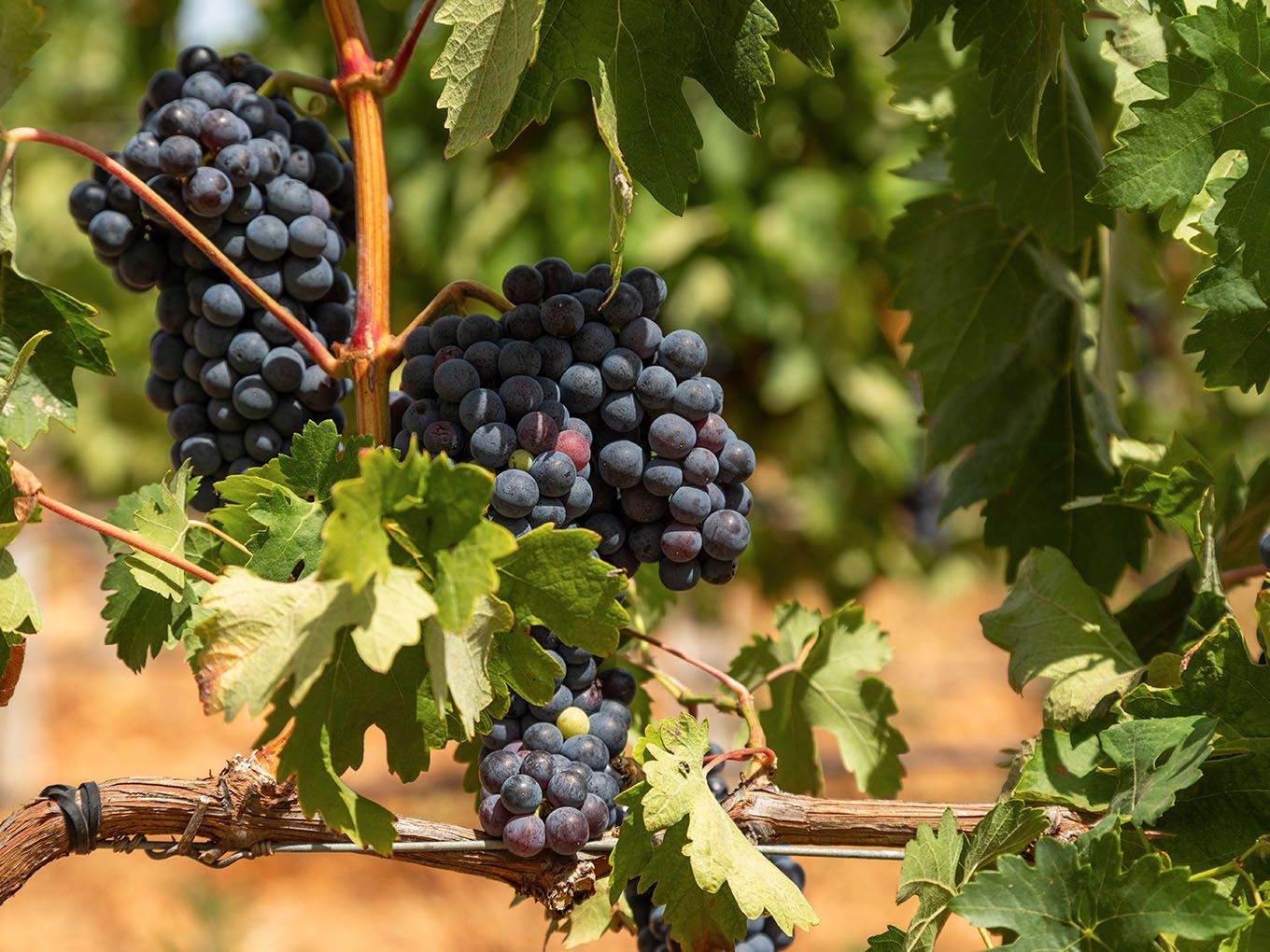 Uvas tintas maduras en los viñedos de Bodegas Bordoy