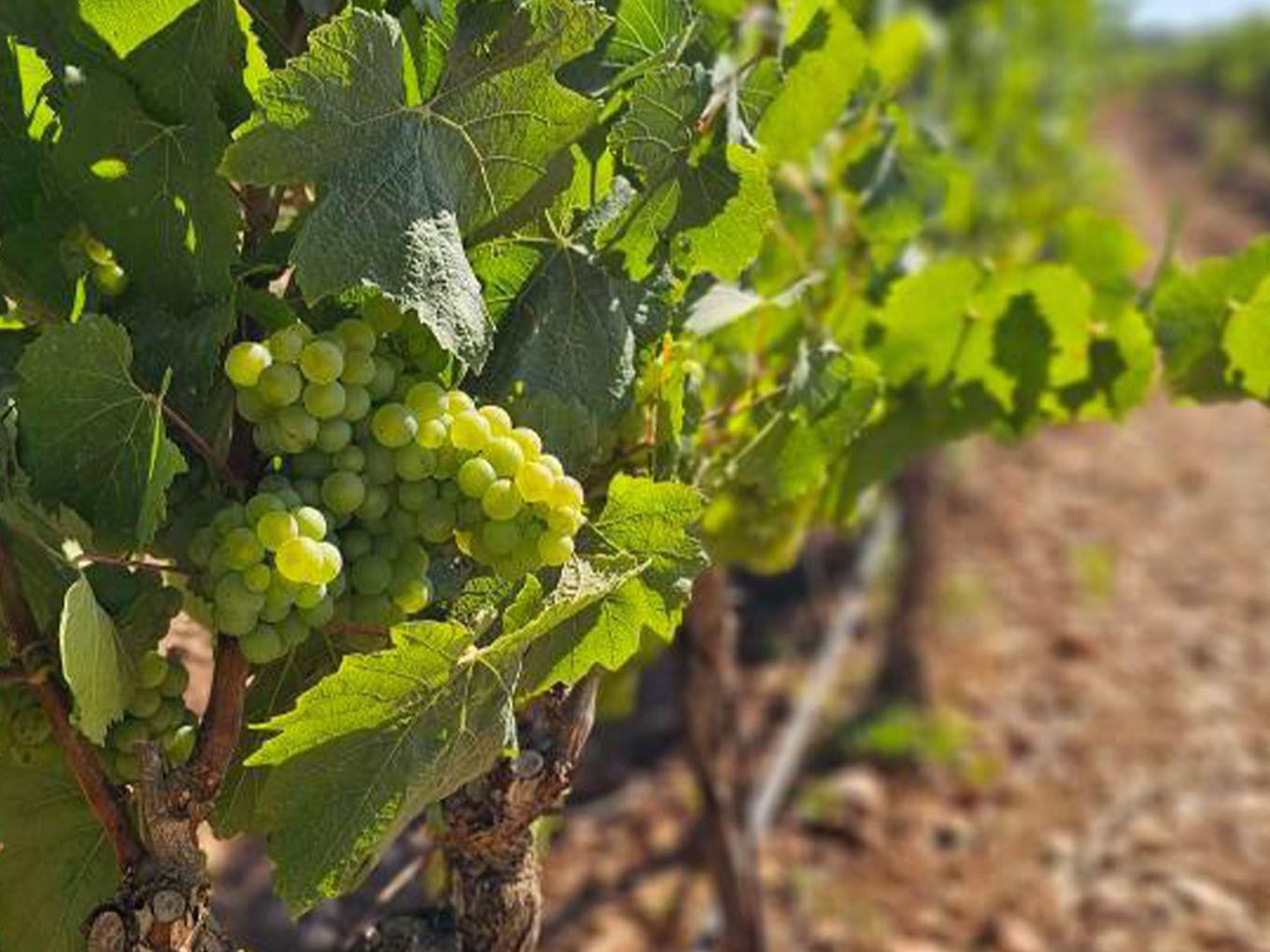 Uvas blancas en los viñedos de Bodegas Bordoy, Mallorca